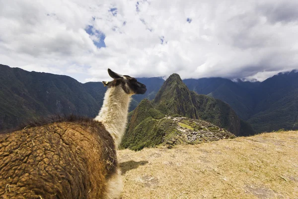 Portret Lamy w machu picchu, peru — Zdjęcie stockowe