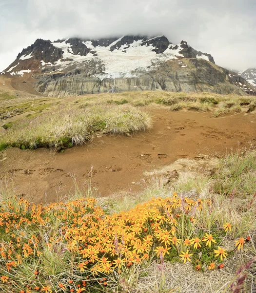 Flores amarillas de primer plano con la montaña cubierta de nieve en el fondo — Foto de Stock