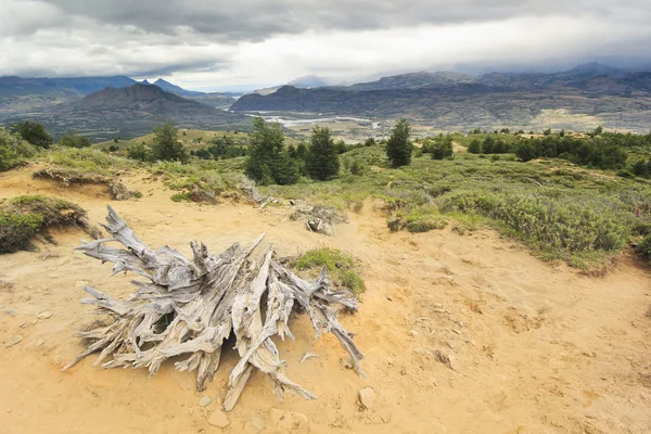 Большой старый пень на песке в чилийских горах — стоковое фото