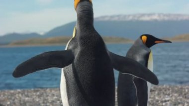 iki pinguins deniz kenarında Kral