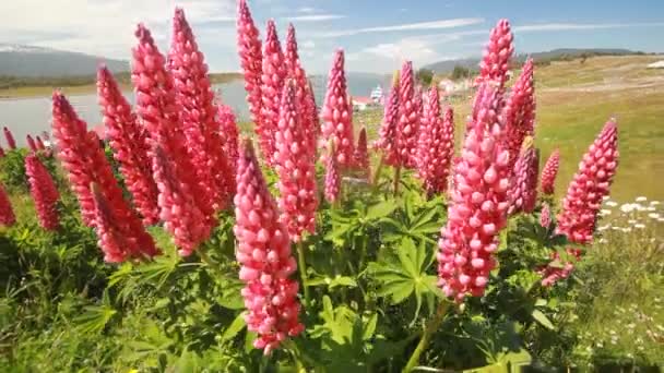 Поле люпина цветы в горах Патагонии крупным планом движется — стоковое видео