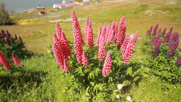 Campo de flores de altramuz en las montañas de patagonia primer plano en movimiento — Vídeos de Stock