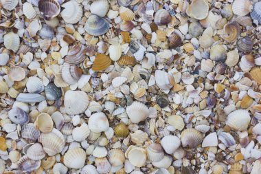 Doğal kum ve kabukları arka plan yakın çekim