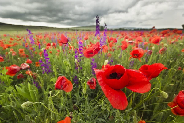 Campo de papoula roxo e vermelho nas montanhas close-up — Fotografia de Stock