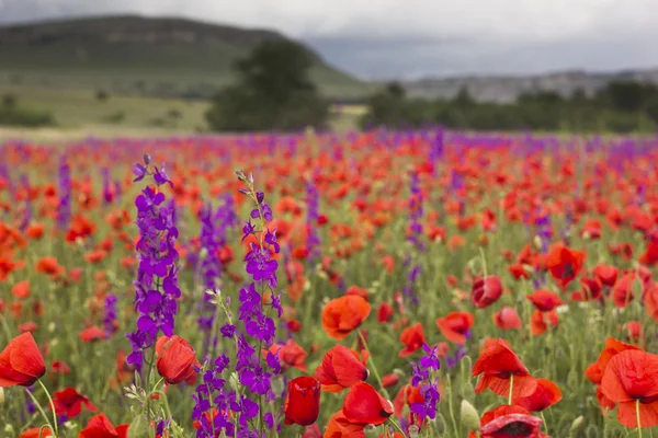 Campo de papoula roxo e vermelho nas montanhas — Fotografia de Stock