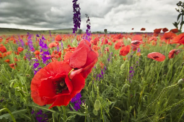 Campo de papoula roxo e vermelho nas montanhas close-up — Fotografia de Stock