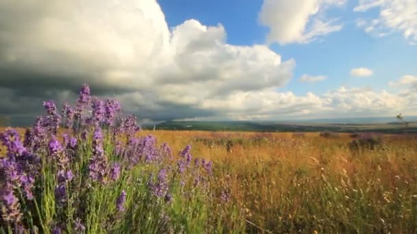 Campo de flores lavanda — Vídeos de Stock