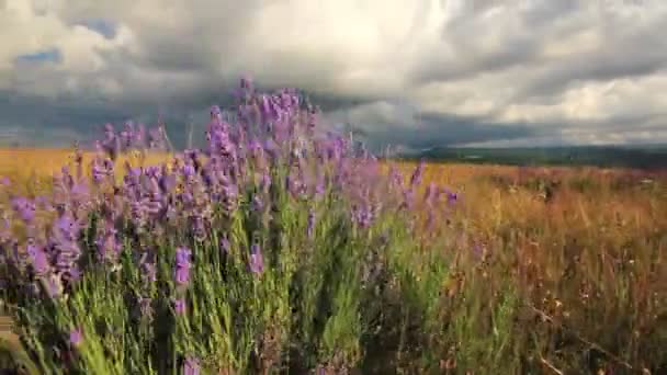 Campo de flores lavanda — Vídeo de stock