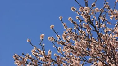 çiçekli ağaç üzerinde mavi gökyüzü