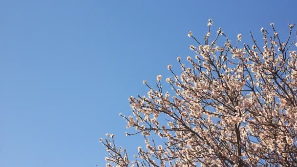 Blommande träd på den blå himlen — Stockvideo