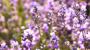 Çiçekler. Yakın plan.