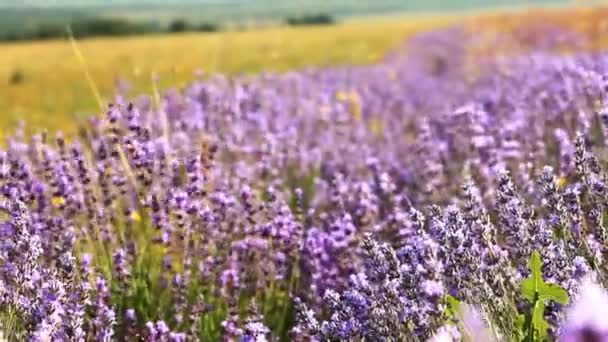 Lavendel blommor fält — Stockvideo