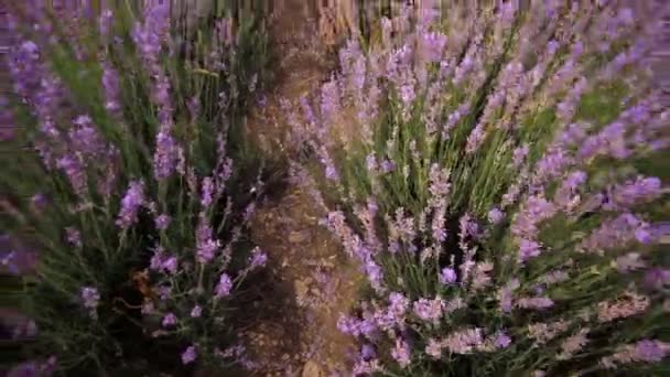Lavanta çiçekleri yakın plan — Stok video