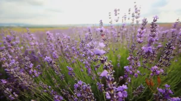 Flores de lavanda primer plano — Vídeos de Stock