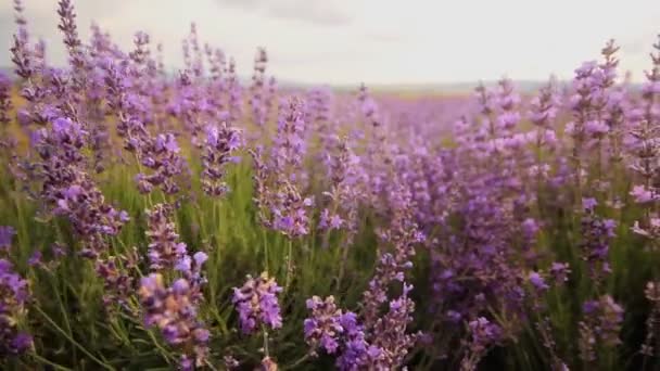 Flores de lavanda primer plano — Vídeos de Stock