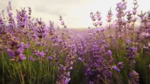 Flores de lavanda primer plano — Vídeos de Stock