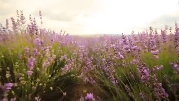 Kwiaty lawendy zbliżenie — Wideo stockowe