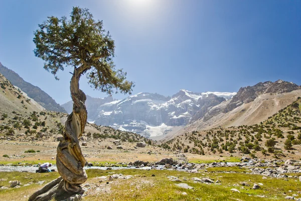 Albero insolito in alta montagna — Foto Stock