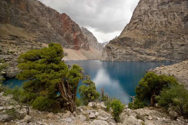 Albero in montagna vicino al lago blu — Foto Stock