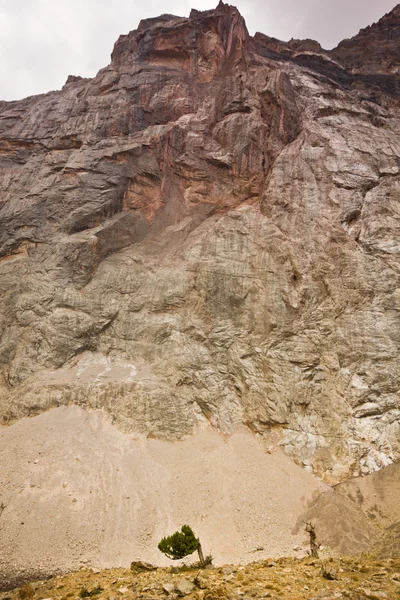 Albero in montagna vicino a grande roccia — Foto Stock