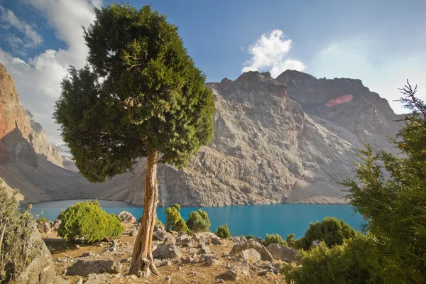 Albero in montagna vicino al lago blu — Foto Stock