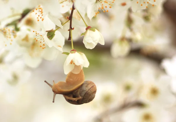 Caracol na árvore de floração — Fotografia de Stock