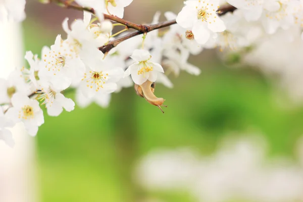 Snail on the flowering tree — Stock Photo, Image