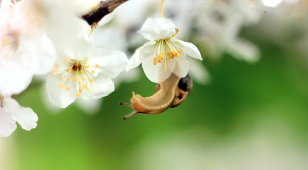 Slak op de bloeiende boom — Stockfoto