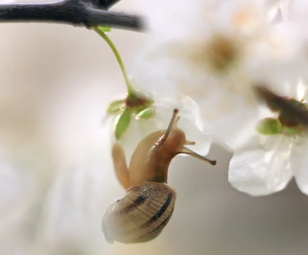 Caracol en el árbol floreciente —  Fotos de Stock