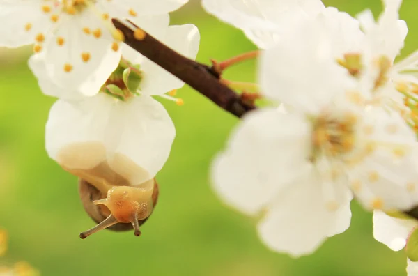 Snail on the flowering tree — Stock Photo, Image