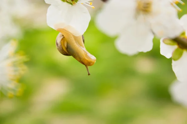 Caracol na árvore de floração — Fotografia de Stock