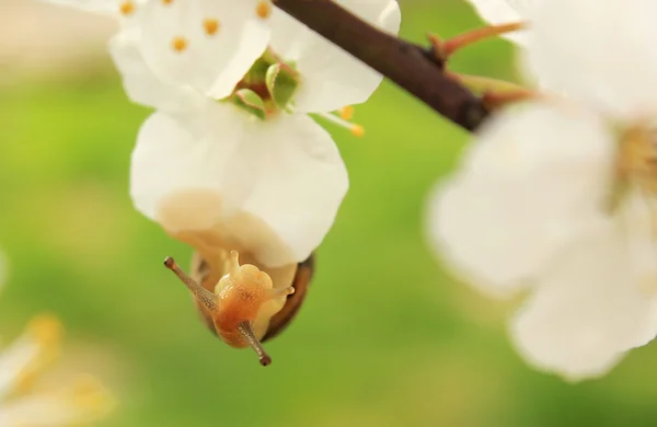 Snail on the flowering tree — Stock Photo, Image