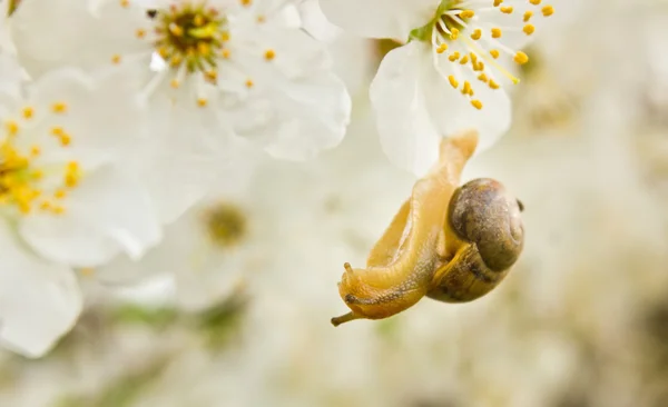Улитка на цветущем дереве — стоковое фото