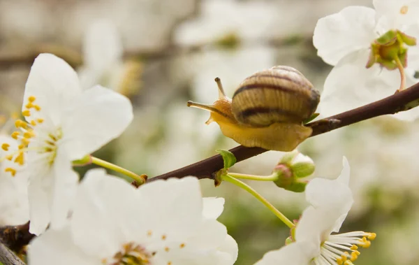 Snail on the flowering tree — Stock Photo, Image