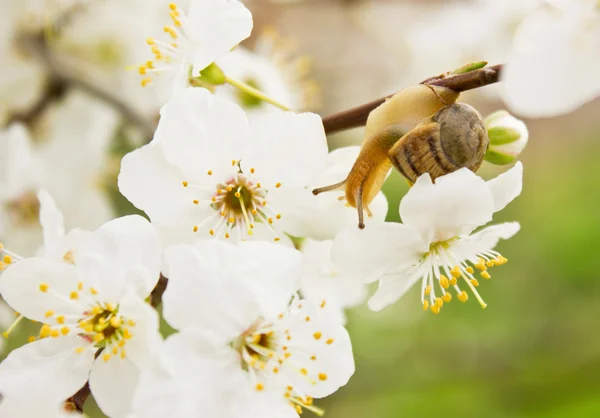 Snail on the flowering tree — Stock Photo, Image