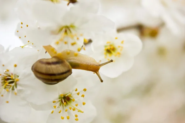 Snail on the flowering tree — Stock Photo, Image
