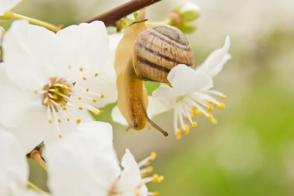 Slak op de bloeiende boom — Stockfoto