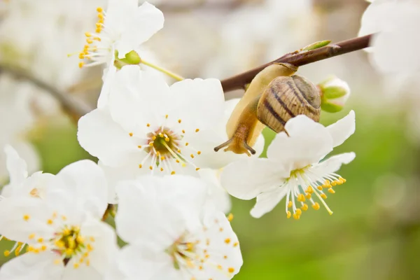 Snail on the flowering tree — Stock Photo, Image