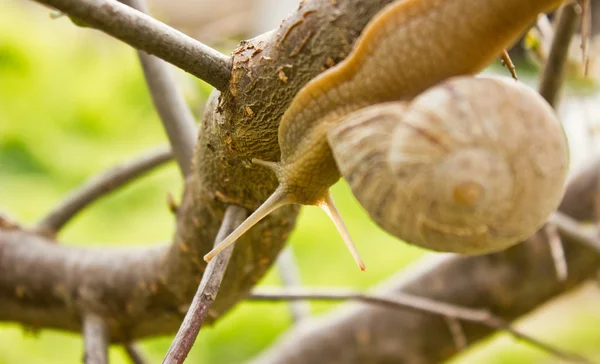 Caracol no ramo da árvore — Fotografia de Stock