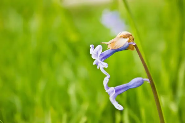 Caracol na flor azul — Fotografia de Stock