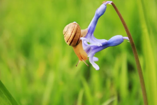 Caracol en la flor azul — Foto de Stock