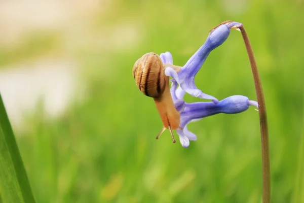 Caracol en la flor azul —  Fotos de Stock