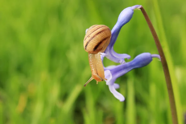 Snail on the blue flower — Stock Photo, Image