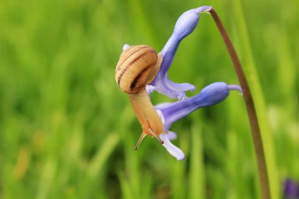 Ślimak na niebieski kwiat — Zdjęcie stockowe