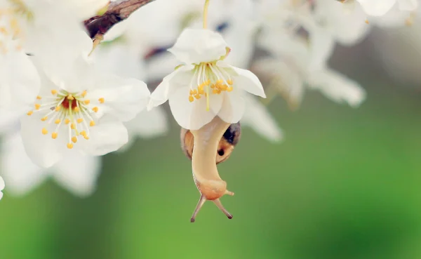 Snail on the flowering tree — Stock Photo, Image