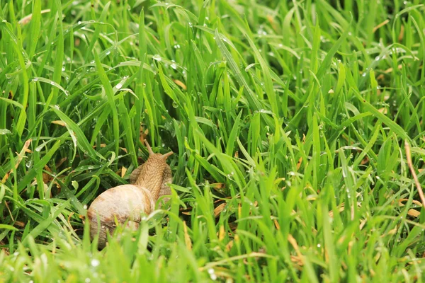 Šnek na trávě — Stock fotografie