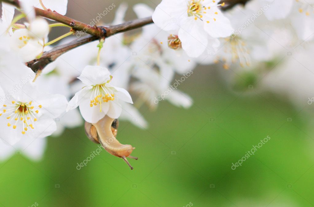 snail on the flowering tree