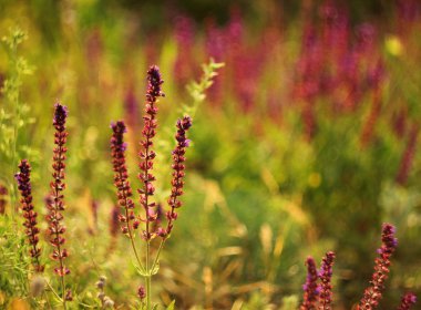 yeşil zemin üzerine mor Ada çayı