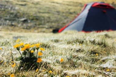 arka plan üzerinde dağlarda çadır ile sarı çiçek