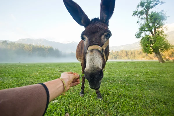 Divertido burro nariz primer plano — Foto de Stock